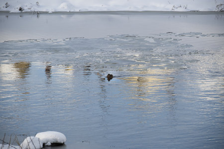 Lake, partly covered in ice, several birds are swimming in the areas of the lake where the ice does not cover, serene and tranquil winter sceneの写真素材