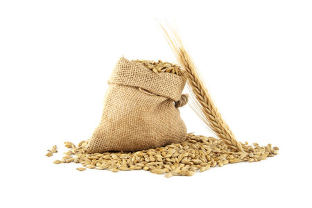 Barley grain seeds spilling from a jute sack near to barley ears over white background, new grain harvest conceptの写真素材