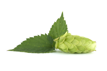 Fresh green hops cones in close up isolated on white background, full depth of field. Humulus lupulus seed cones, beer ingredients, herbal natural medicineの写真素材