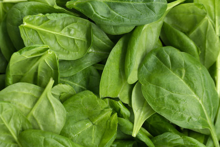 Spinach (Spinacia oleracea) fresh cut spinach leavesの写真素材