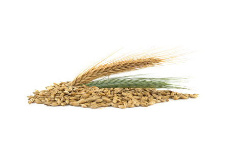 Barley seeds with the outer husk and barley ears isolated on white background, new grain harvest conceptの写真素材