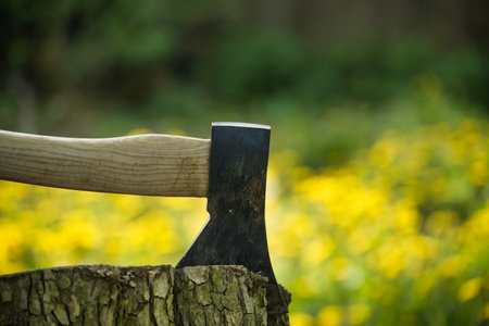Hatchet or ax stuck in a tree stump against of blured forest background. Deforestation, forest clearance or firewood preparation for winterの写真素材