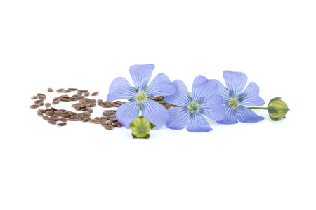 Blue flax blossom and heap of seeds in close up isolated on white backgroundの写真素材