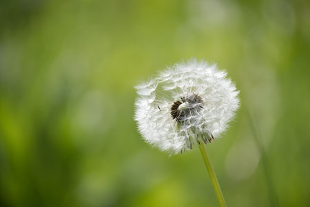 White dandelion seed head, fully bloomed, stands tall against a background of soft pastel and lush...