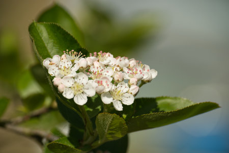 Blooming aronia melanocarpa in closeup. White flowers of black chokeberry, flowering of aronia with...