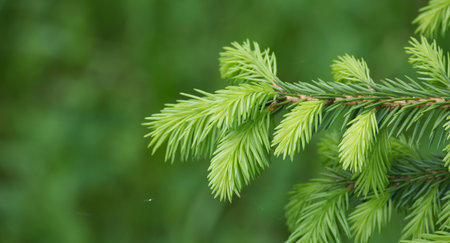 Close-up of a young green pine tree branch with fresh needles, showcasing natural growth and vibrant...