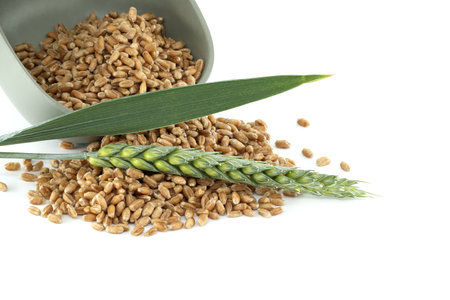 Close-up image of wheat grains spilling from a bowl, alongside fresh wheat stalks isolated on a white background.の写真素材