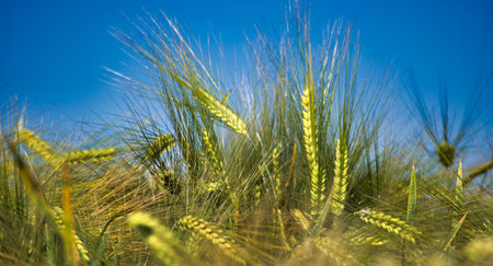 Detailed shot of green barley plants in a field with a clear blue sky in the background, symbolizing growth and nature.の写真素材