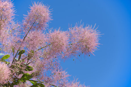 Close-up of royal purple smoke bush branches with delicate pink flowers against a clear blue sky in...