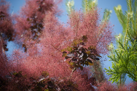 Beautiful foliage and fluffy smoke tree seed heads in a garden, with vibrant colors contrasting...