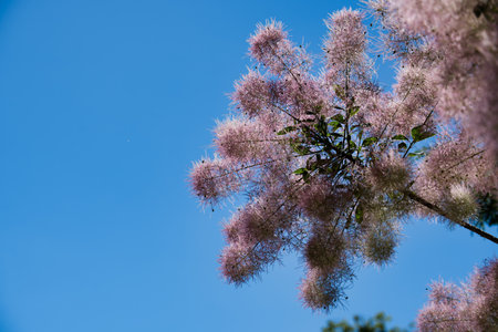 Fluffy pink smoke bush flower cluster against a clear blue sky during summer, showcasing natural beauty and tranquility.の写真素材