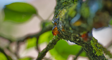 Detailed close-up photo of tree sap or resin dripping from a moss-covered branch in a serene forest...