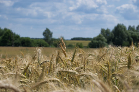 Golden wheat field in summer with blue sky and white clouds in the background. Beautiful...