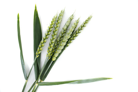 Close-up of green wheat stems against a white background with ample copy space. Ideal for agricultural, botanical, and nature themesの写真素材