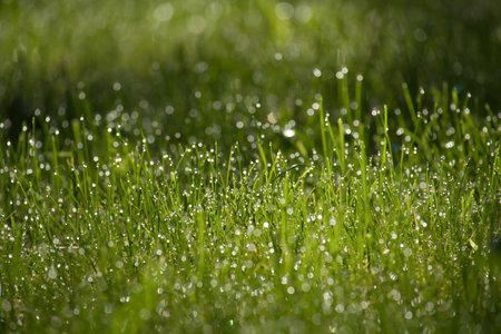 Vibrant green field of grass covered in glistening water droplets, background is out of focus, contributing to a vitality and tranquil atmosphereの写真素材