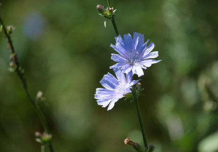 Common chicory, Cichorium intybus, with a beautiful blue flower under natural sunlight. This...