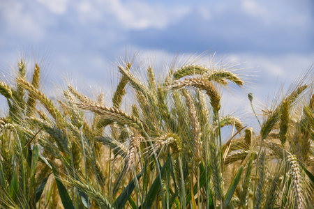 Close-up of a lush wheat field with mature stalks set against a bright blue sky with scattered...