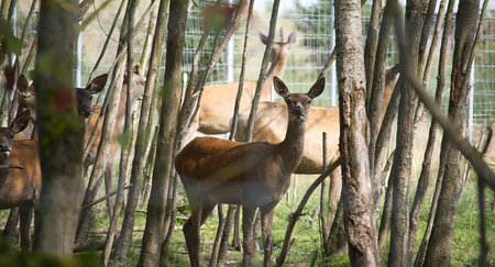 Group of deer within a forest enclosure, surrounded by trees. Sunlight filters through the leaves, creating a serene and natural atmosphere.の写真素材