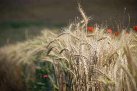 Close-up view of a golden wheat field with a beautifully blurred background, captured under warm sunlight. Perfect depiction of agriculture and nature.の写真素材