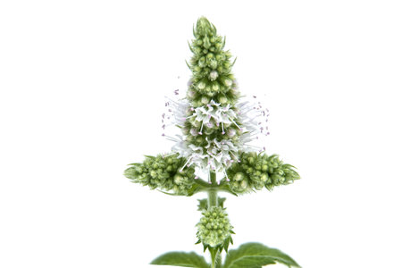 Close-up of spearmint (Mentha spicata), also known as garden mint or common mint, isolated on a white background. Perfect for herbal and botanical themes.の写真素材