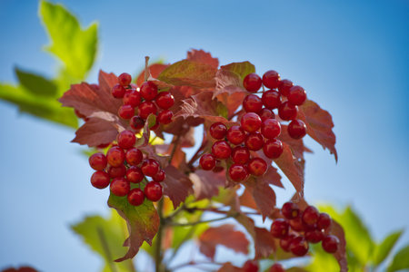 Vibrant close-up of viburnum opulus berries and autumn leaves glowing in sunlight. Captures the...