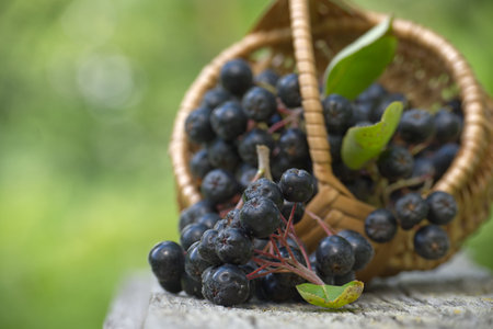 Fresh aronia melanocarpa (black chokeberry) in a wicker basket. Outdoor setting with green nature background.の写真素材