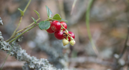 Detailed image of red lingonberries on a branch, highlighting their fresh and vibrant appearance in...