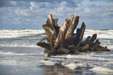 A large piece of driftwood rests on a sandy beach with ocean waves crashing around it, set against a dramatic cloudy sky.の写真素材