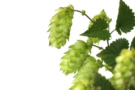 Detailed close-up of fresh green hops on a vine with a white background, highlighting texture and vibrancy. Ideal for brewing, agriculture, and nature themesの写真素材