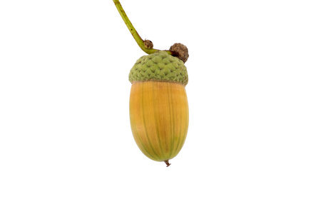 Detailed image of an acorn highlighting the intricate textures and natural beauty on a plain white backdropの写真素材