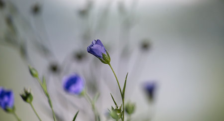 A close-up image of delicate purple flax flowers, showcasing their gentle beauty in a peaceful and natural environment.の写真素材