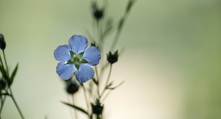 A single blue flax flower in focus against a blurred green backdrop, capturing the essence of nature and serenity in a minimalistic style.の写真素材