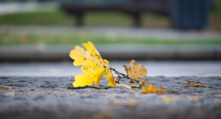 Yellow and brown autumn leaves lying on cobblestone street capturing the essence of fall and nature's transitionの写真素材