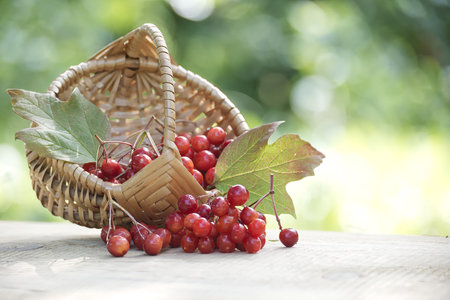 Viburnum opulus berries spill from a basket, highlighting their vibrant red color. Set against a green bokeh background, this image evokes a sense of nature and harvest.の写真素材