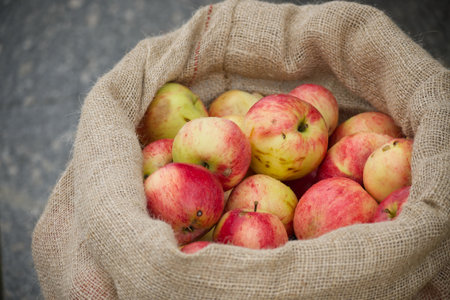 A burlap sack filled with fresh, red and green apples. The apples are various shades of red with some yellowish-green ones mixed in. The sack is placed on a textured surface, giving a rustic feel to the image.の写真素材