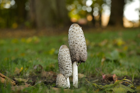 Three shaggy ink cap mushrooms growing in a grassy area with blurred trees in the background.の写真素材