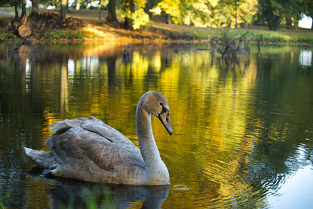A serene swan glides gracefully on a pond, reflecting vibrant autumn foliage. The tranquil scene evokes peace and natural beauty in a forest setting.の写真素材