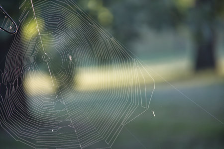 Close-up of delicate spider web glistening in sunlight with blurred natural background showcasing...