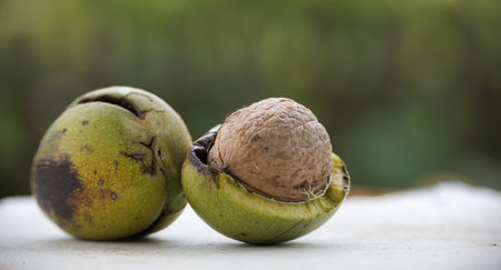 Two green walnuts with one partially opened, revealing the brown nut inside. The background is...