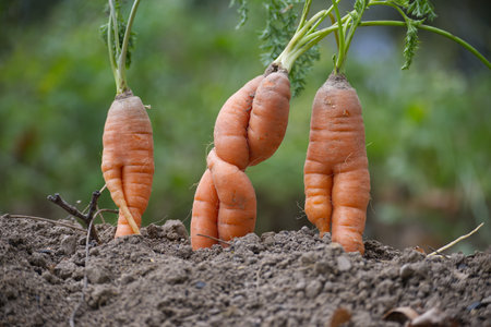 Quirky, intertwined carrots growing naturally in rich, organic garden soil. Captures the essence of...