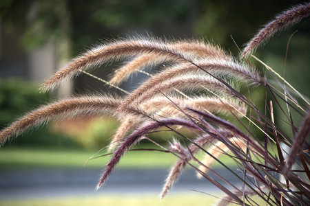 Close-up of ornamental grass in sunlight showing natural beauty and texture of soft feathery plumes...