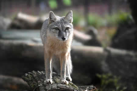 A graceful gray fox confidently stands on a log in a serene forest setting, illuminated by natural...