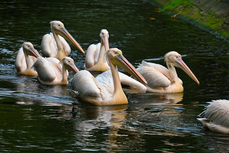 A serene scene of several pelicans gliding effortlessly across calm water, showcasing their elegant form and harmonious movement in natureの写真素材