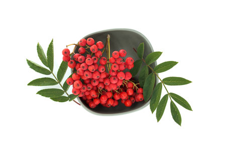 A captivating arrangement of red rowan berries with green leaves in a bowl, set against a clean white background. Perfect for concepts of nature, freshness, and organic beauty.の写真素材