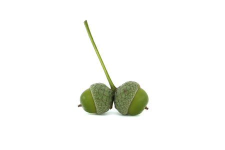 Green acorns displayed together on a white backdrop highlight natural details and organic form.の写真素材
