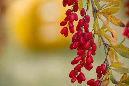 Vibrant red berries of the European barberry hanging on a branch against a blurred yellow and green background, embodying the beauty of nature in the autumn season with rich colors and organic textures.の写真素材