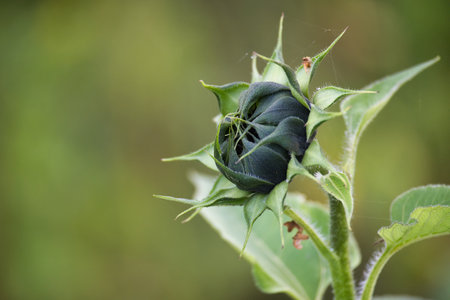 A detailed close-up of a green flower bud with leaves and delicate spider webs, set against a soft, blurred natural background.の写真素材