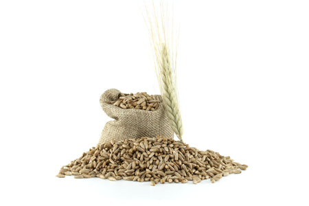 Detailed closeup image of rye grains and fresh rye stalks perfect for natural food, agriculture and organic farming conceptsの写真素材