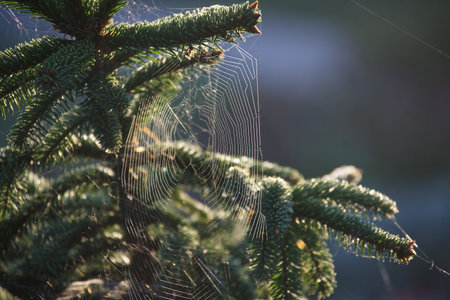 An intricate spider web on a lush evergreen tree branch illuminated by the gentle morning light, showcasing the delicate beauty and tranquility of nature.の写真素材