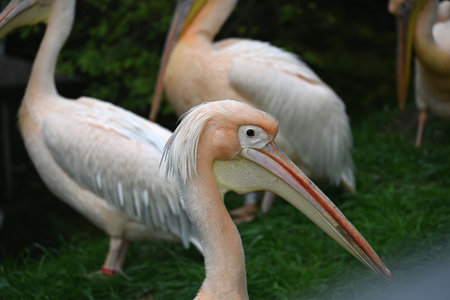 A close-up view of a group of pink pelicans standing together, showcasing their large bills and...